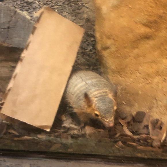 Meet your Posher, Mathilde - Picture 1 of 1